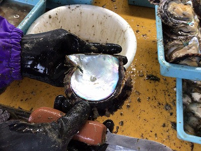 3・4・5・6年_総合的な学習の時間_西原　睦美_海の学習（真珠編）_13