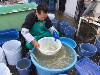 3・4・5・6年_総合的な学習の時間_西原　睦美_海の学習（真珠編）_7